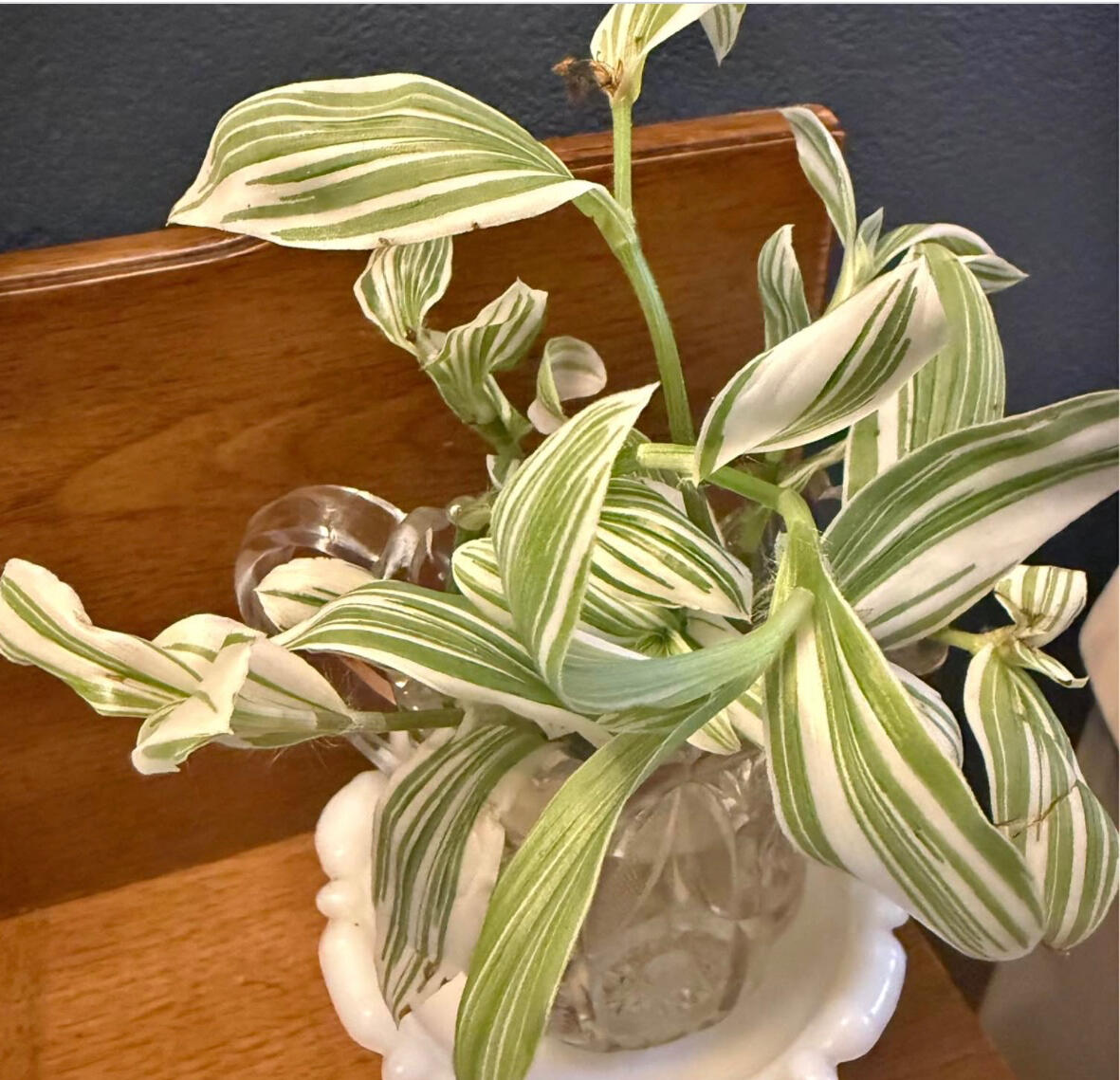 Plant
